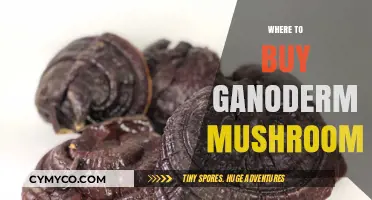 Discover Top Sources to Buy Ganoderma Mushrooms Online & Locally