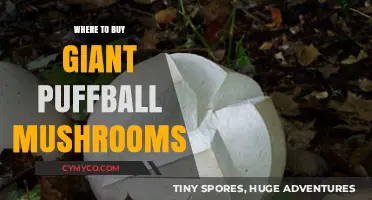 Discover the Best Spots to Purchase Giant Puffball Mushrooms