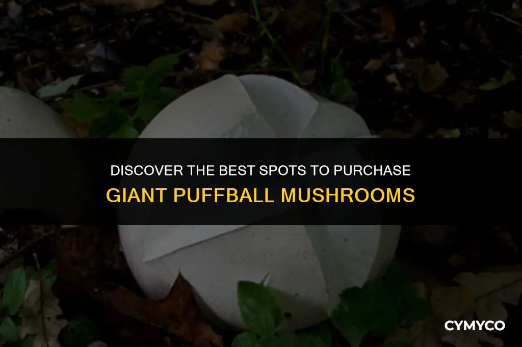 where to buy giant puffball mushrooms