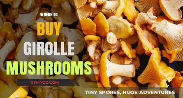 Discover the Best Spots to Purchase Fresh Girolle Mushrooms