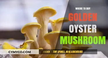 Golden Oyster Mushrooms: Your Ultimate Guide to Local and Online Sources