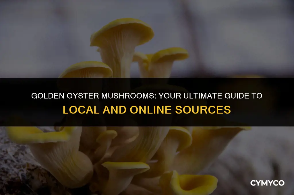where to buy golden oyster mushrooms