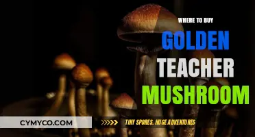 Exploring the Best Sources for Golden Teacher Mushrooms Online