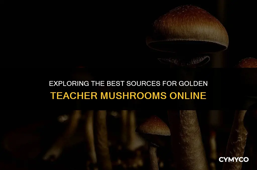 where to buy golden teacher mushrooms
