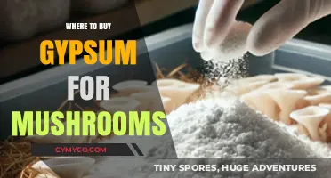 Exploring the Best Sources for Gypsum in Mushroom Cultivation
