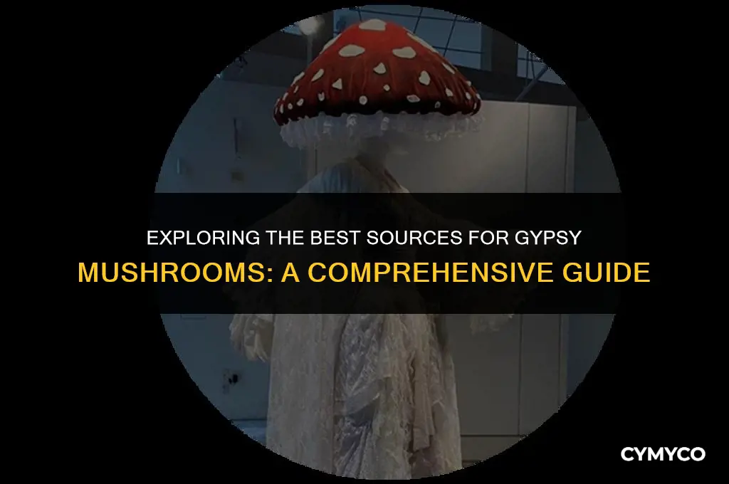 where to buy gypsy mushroom