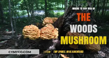 Discovering Hen of the Woods Mushroom: Your Ultimate Buying Guide