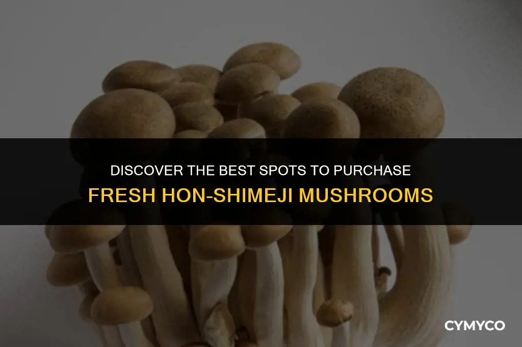 where to buy hon-shimeji mushrooms