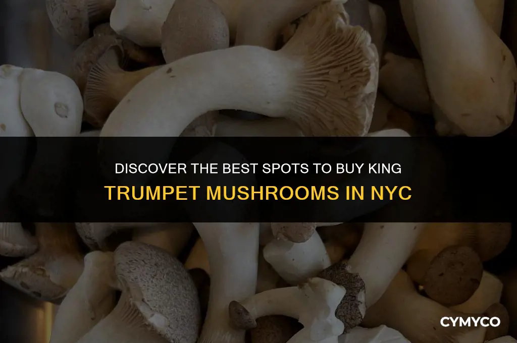 where to buy king trumpet mushrooms in nyc