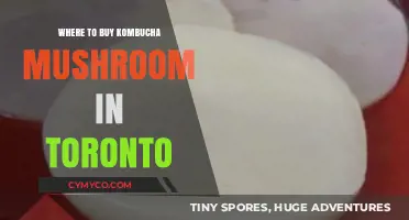 Exploring Toronto: Your Guide to Finding Kombucha Mushrooms Locally