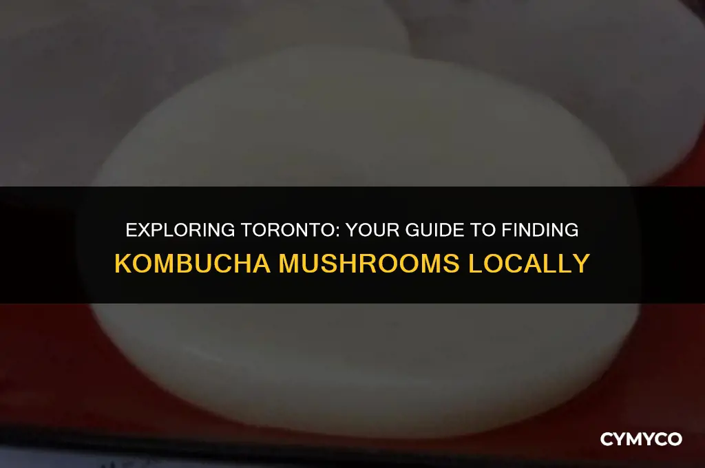 where to buy kombucha mushroom in toronto