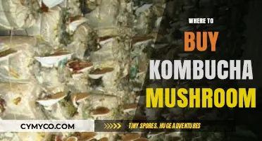 Exploring Local and Online Sources for Kombucha Mushrooms