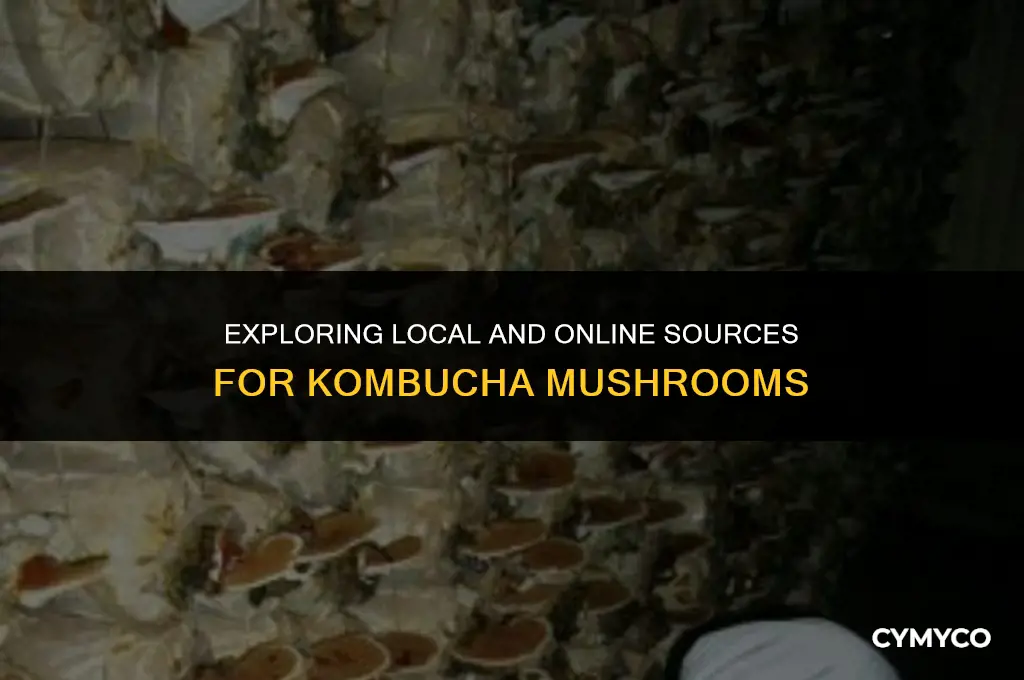 where to buy kombucha mushroom