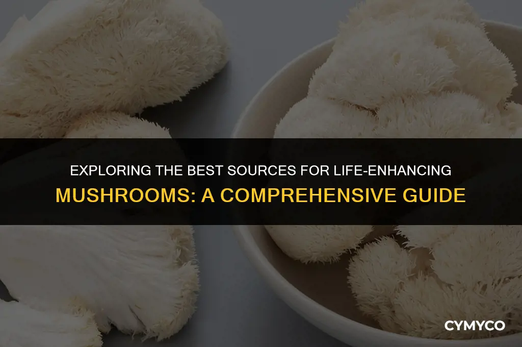 where to buy life mushroom