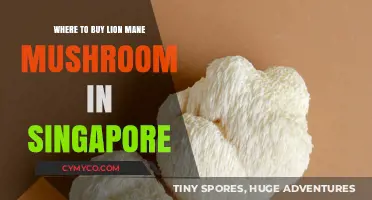 Exploring Lion's Mane Mushroom Options in Singapore: A Buyer's Guide