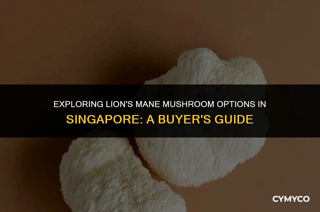where to buy lion mane mushroom in singapore