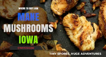 Exploring Iowa: Your Guide to Lion's Mane Mushroom Sources