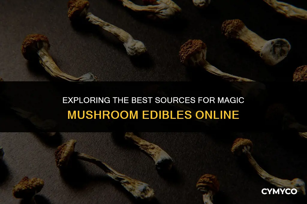 where to buy magic mushroom bars