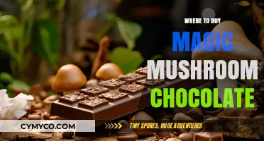 Exploring the Best Spots to Find Magic Mushroom Chocolates