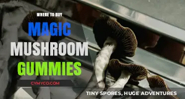 Exploring the Best Sources for Magic Mushroom Gummies Online