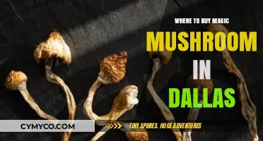 Exploring Dallas: A Guide to Purchasing Magic Mushrooms Locally