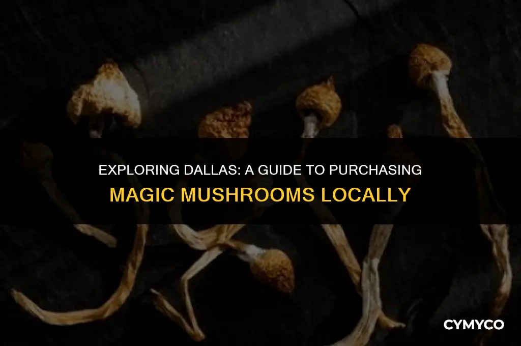where to buy magic mushroom in dallas