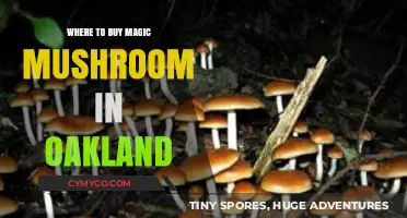 Exploring Oakland: Your Guide to Purchasing Magic Mushrooms Locally