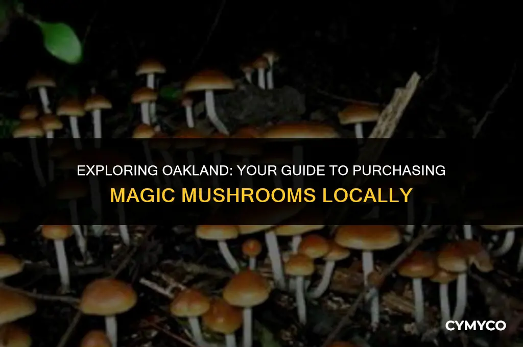 where to buy magic mushroom in oakland