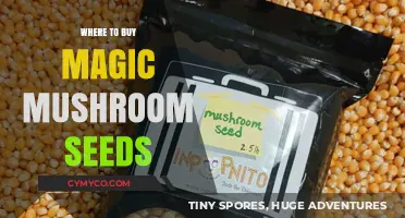 Exploring the Best Sources for Magic Mushroom Seeds Online