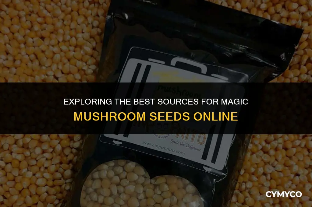 where to buy magic mushroom seeds