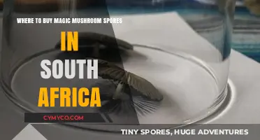 Exploring the Best Sources for Magic Mushroom Spores in South Africa