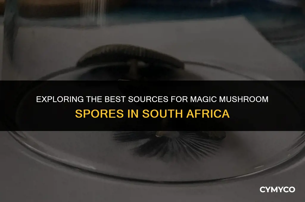 where to buy magic mushroom spores in south africa