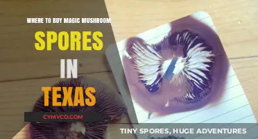 Exploring the Best Sources for Magic Mushroom Spores in Texas