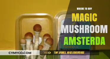 Exploring Amsterdam's Psychedelic Scene: A Guide to Magic Mushroom Shops