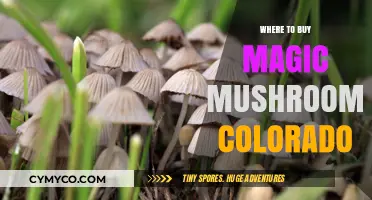 Exploring the Best Spots to Find Magic Mushrooms in Colorado