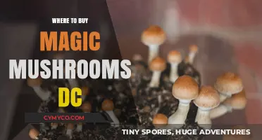 Exploring the Best Spots to Find Magic Mushrooms in DC