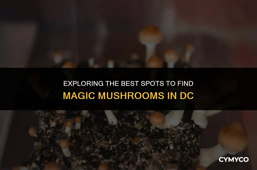 where to buy magic mushrooms dc