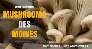 Exploring the Best Spots to Find Magic Mushrooms in Des Moines