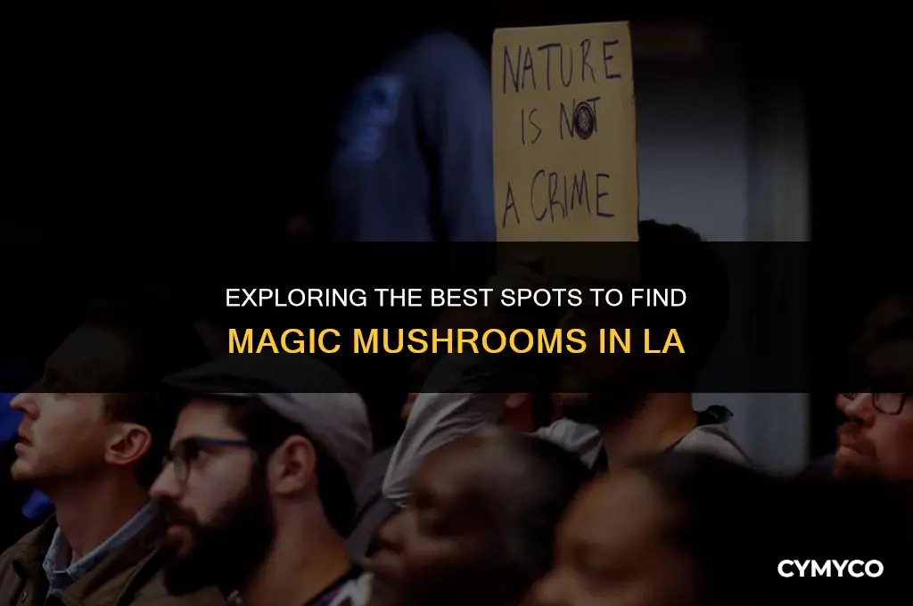 where to buy magic mushrooms in la