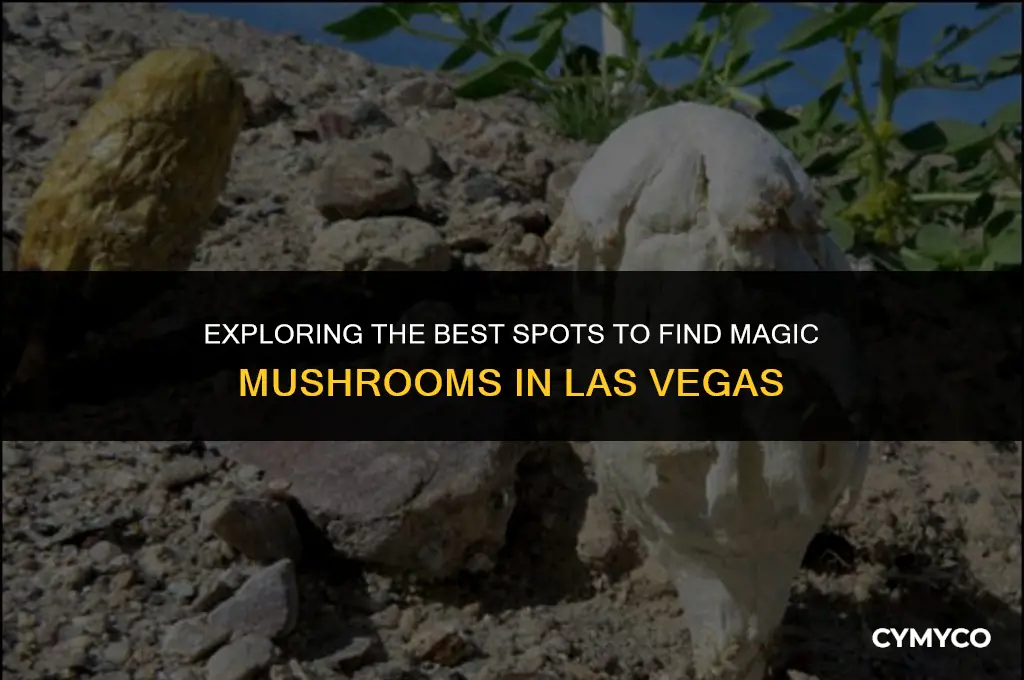 where to buy magic mushrooms in las vegas