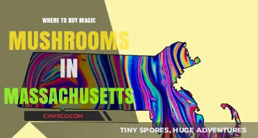 Exploring the Legal Landscape: Where to Find Magic Mushrooms in Massachusetts