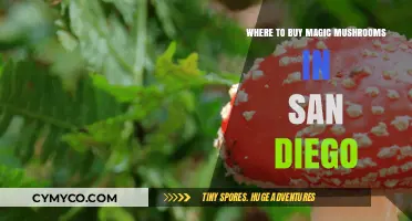 Exploring San Diego: Your Guide to Finding Magic Mushrooms Locally