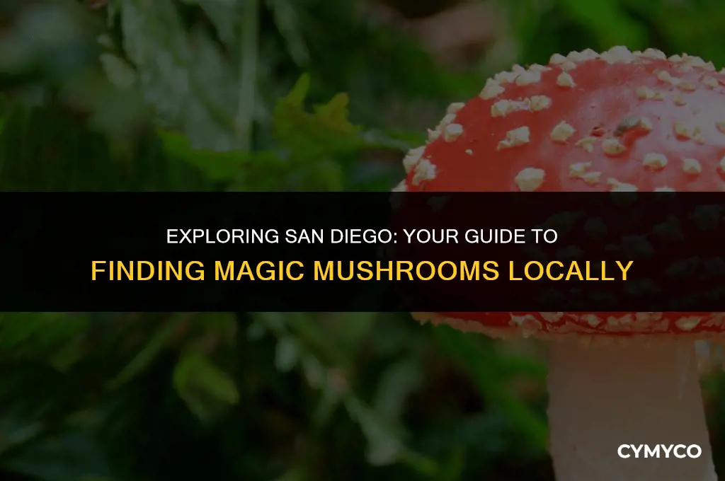 where to buy magic mushrooms in san diego