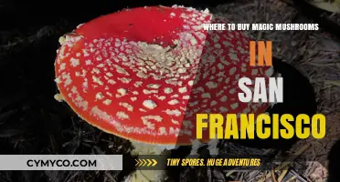 Exploring the Best Spots to Find Magic Mushrooms in San Francisco