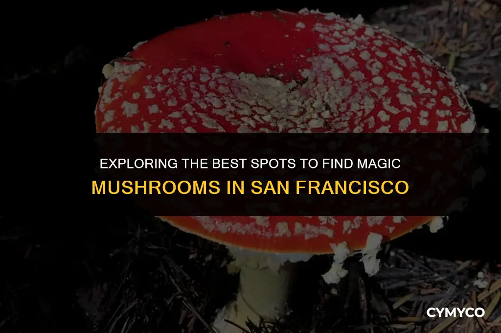 where to buy magic mushrooms in san francisco