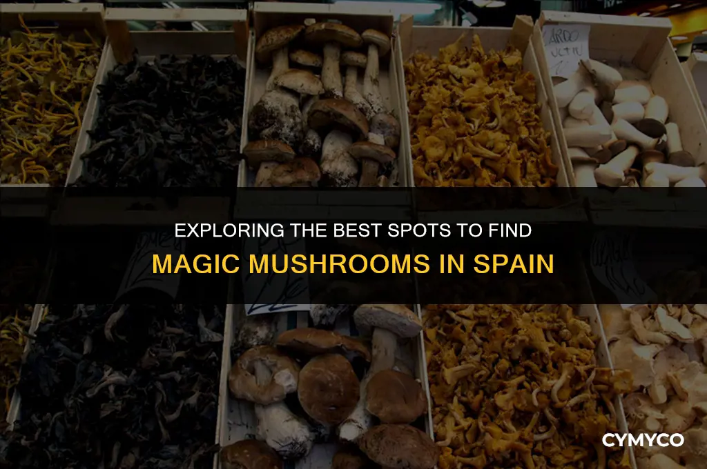where to buy magic mushrooms in spain