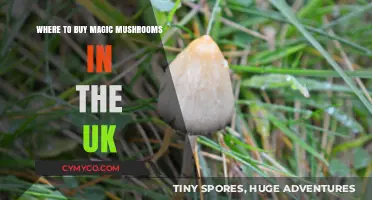 Exploring the UK's Best Spots for Magic Mushrooms: A Comprehensive Guide