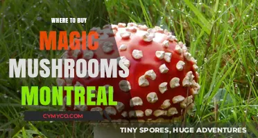 Exploring Montreal's Best Spots for Magic Mushrooms: A Comprehensive Guide