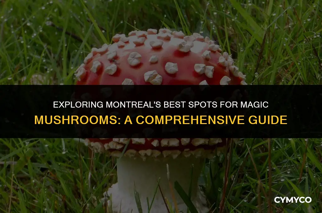 where to buy magic mushrooms montreal