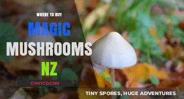 Exploring the Best Sources for Magic Mushrooms in New Zealand